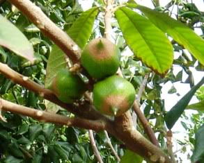 Green Sapote 
Pouteria viridis