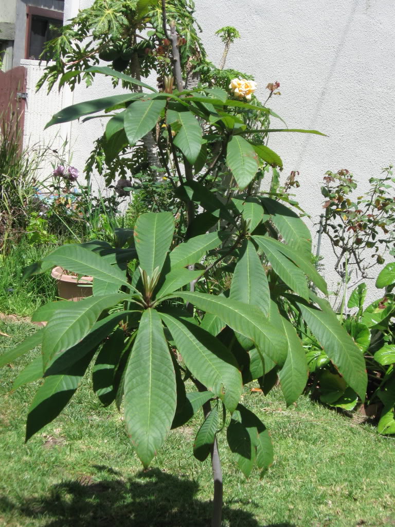 Green Sapote
Pouteria viridis