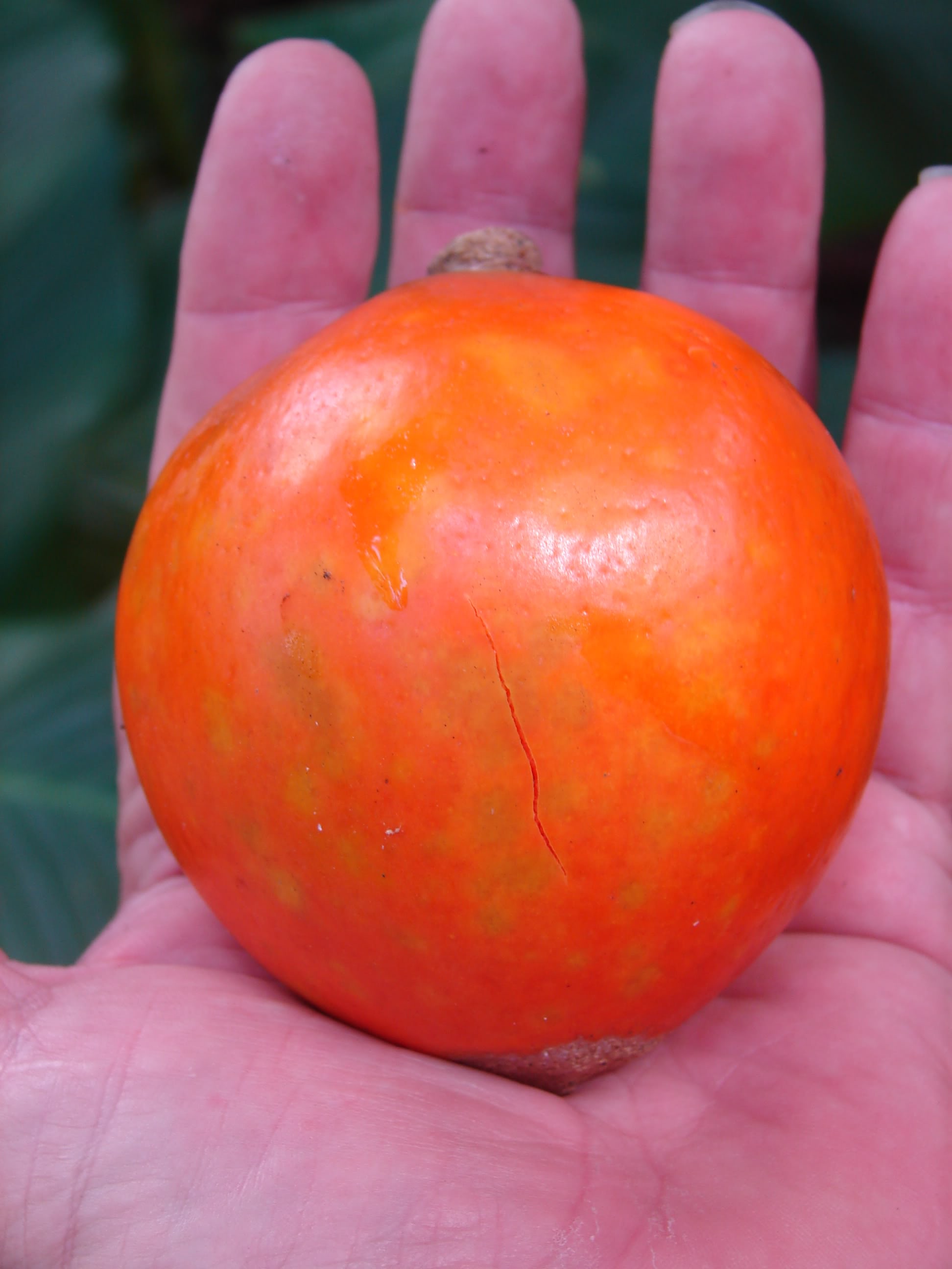 Green Sapote
Pouteria viridis