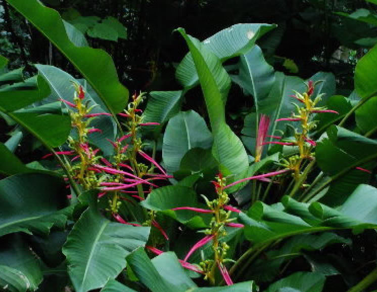 Heliconia Aemygdiana erect inflorescences with slender rose red bracts amoung many broad, banana style musiod leaves.