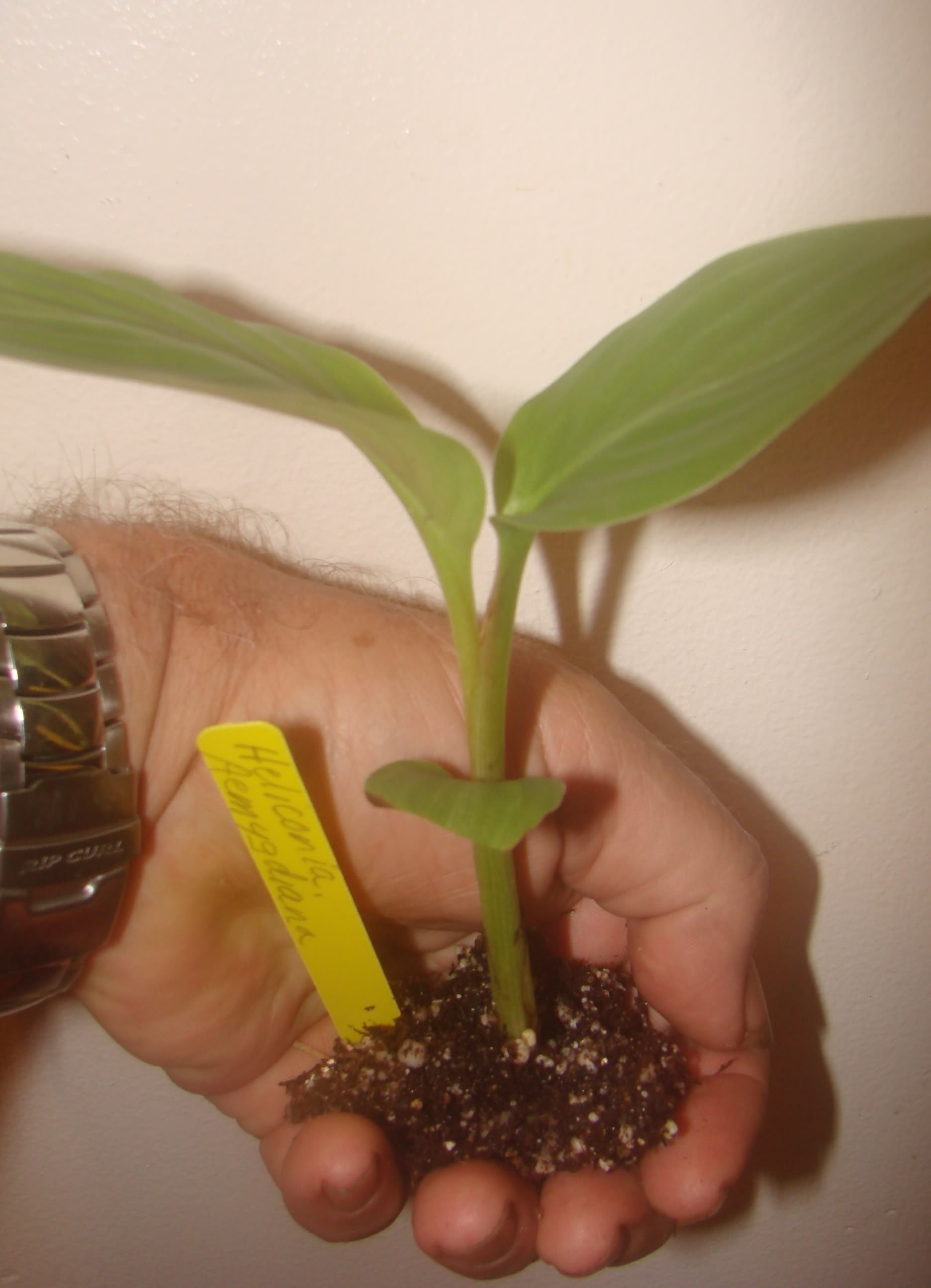 photo of similar item 
Heliconia Seedling for sale