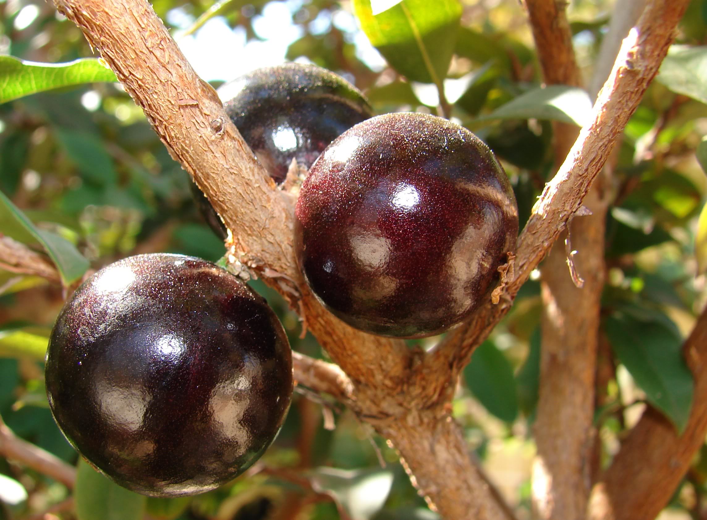 Jaboticaba