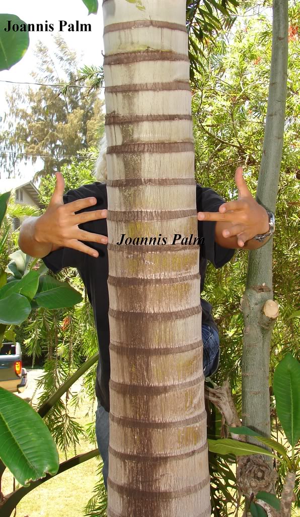 Joannis Palm Trunk Detail
 picture by 7_Heads