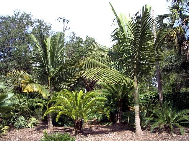 Want my landscape to look like this picture - Palm Tree Community