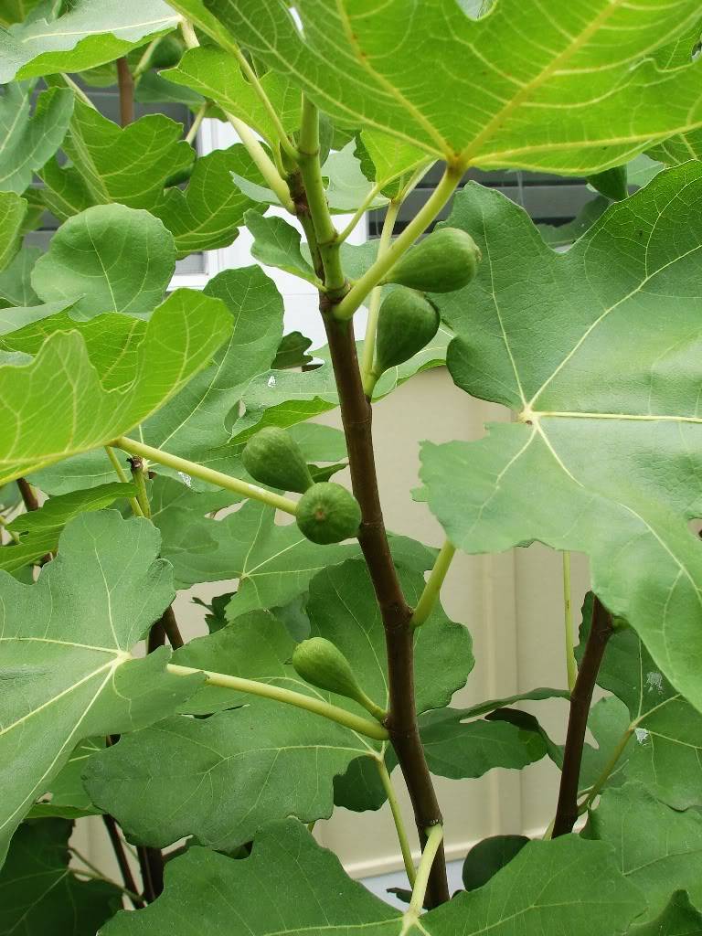 Ficus carica cv LSU Purple Fig Tree