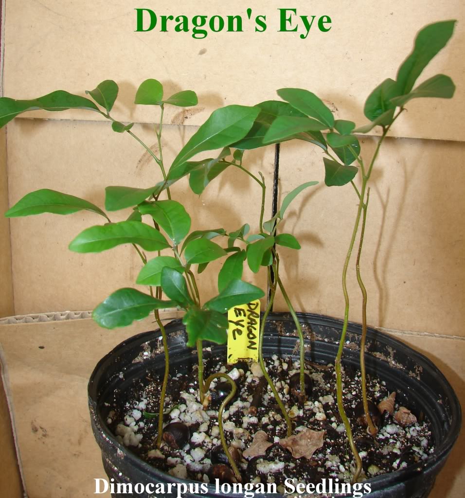 3”-5” Longan Dimocarpus Dragon Eye Seedling Organic Plant Tropical Fruit Tree