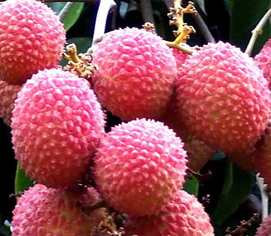 Lychee fruits in Gorgeous Color