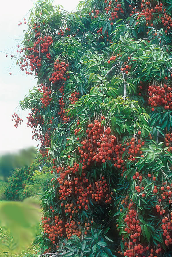 The Lychee Tree in full fruit is a stunning sight. 