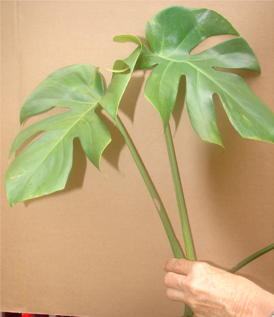 Windowleaf MONSTERA for sale