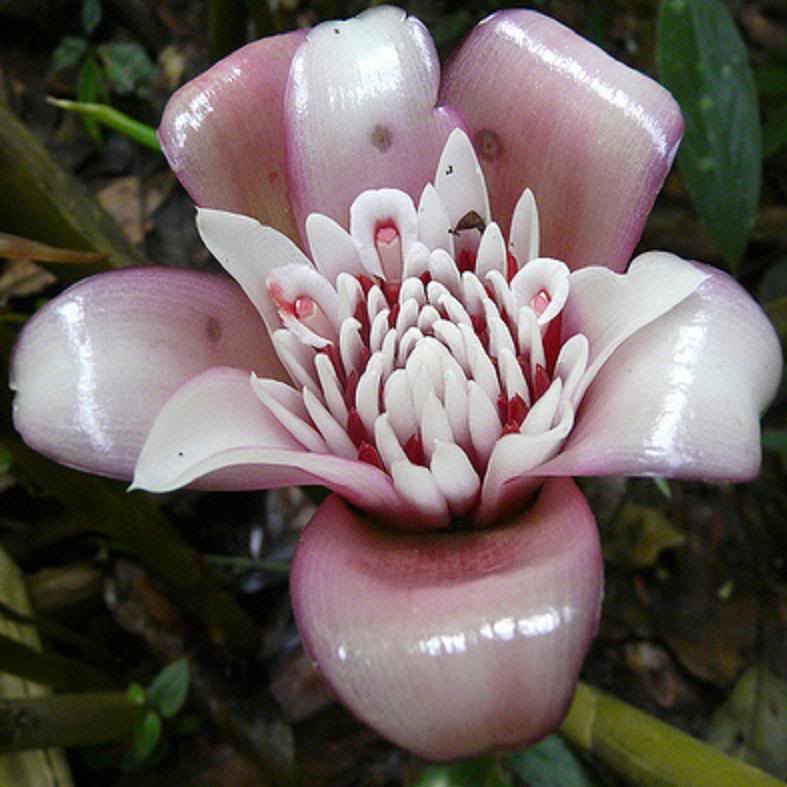  The Malay Rose inflorescences are used as an spectacular cut flower