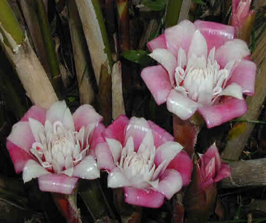 A very rare new variety from Malaysia, Malay Rose.