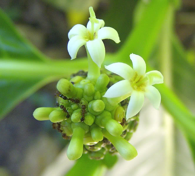 Tahitian Noni Flower