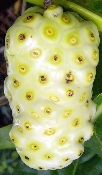 Tahitian Noni Fruit is quite nutritious. The surface is divided into somewhat warty polygonal pitted cells.