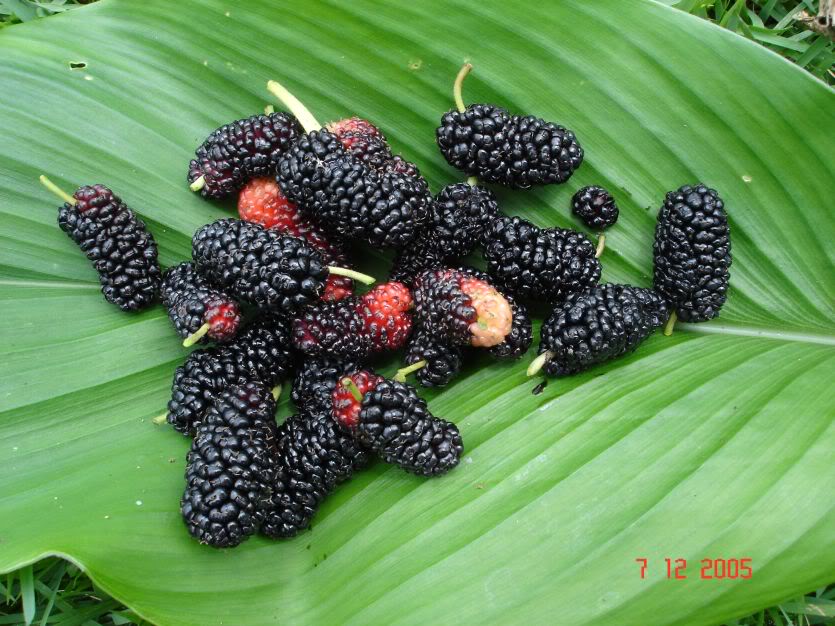 Black Mulberry, Morus nigra, Tree Seeds (Hardy, Edible)