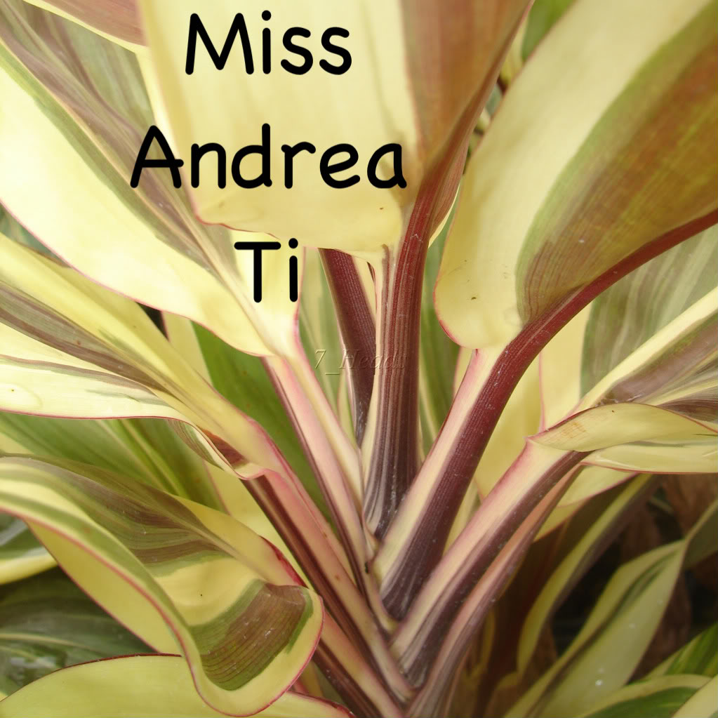 Miss Andrea Ti
 picture by 7_Heads