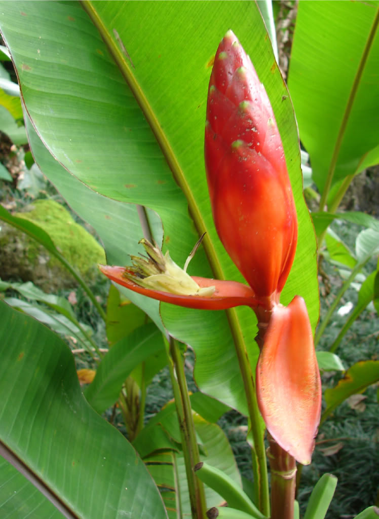 Musa Beccarii