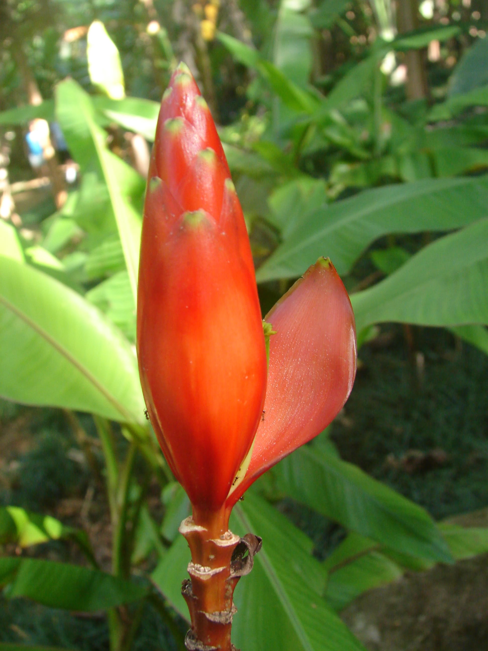 Musa Beccarii (Musaceae)
