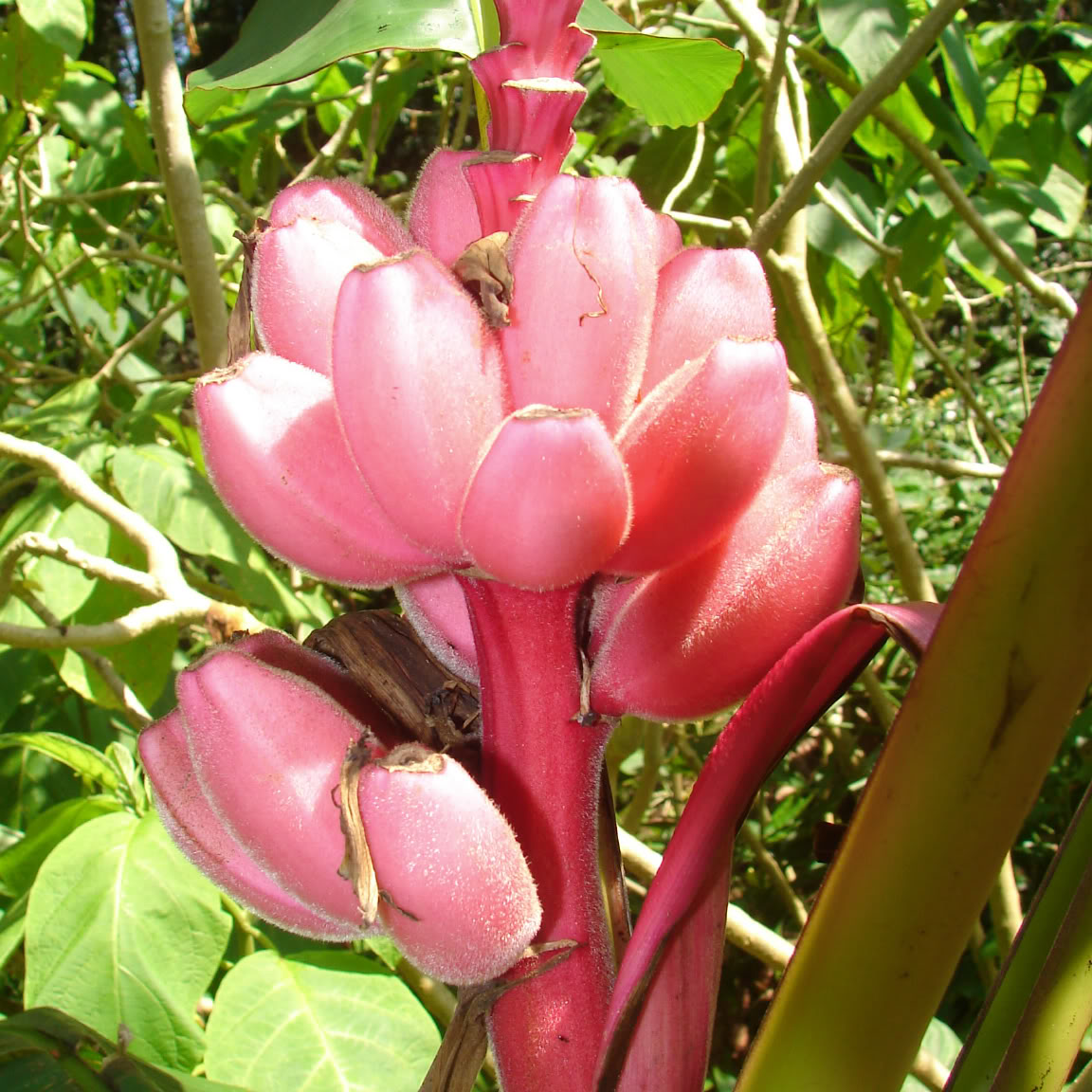 Pink banana plant Idea