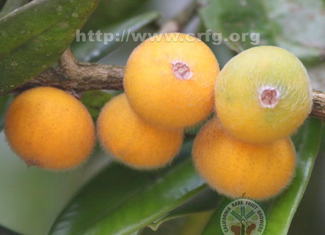 Yellow Jaboticaba Tree