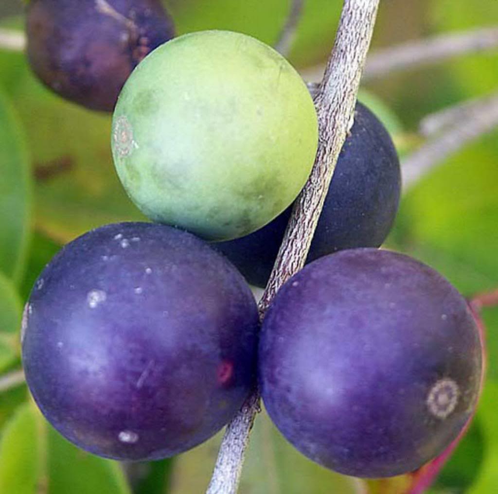 Blue Grape fruits have quite tasty, grape-berry flavored pulp.
    Myrciaria vexator