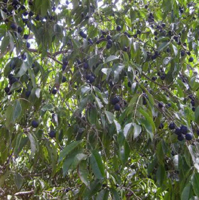 A single Blue Jaboticaba bush may produce several thousand fruits.
    Myrciaria vexator