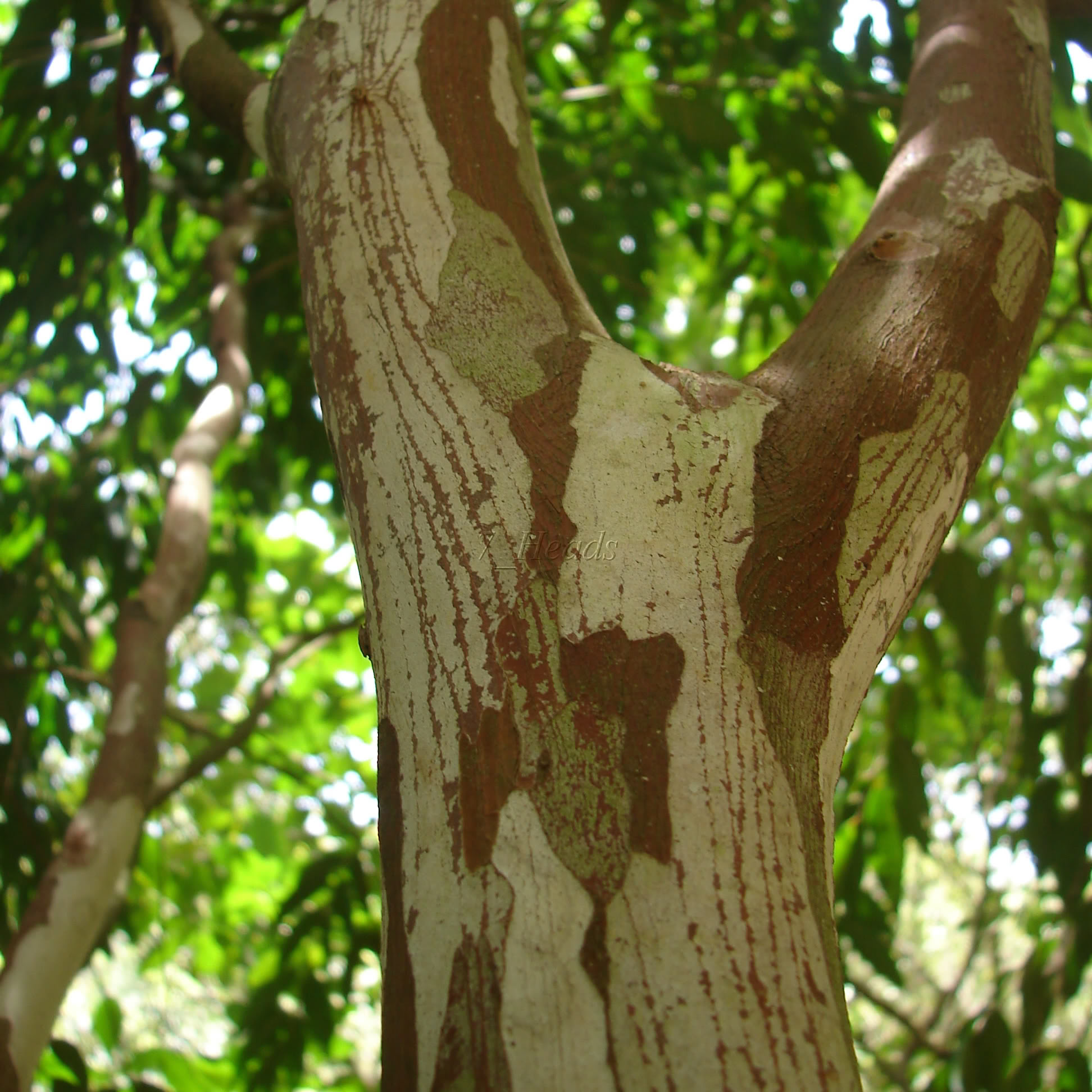 The Blue Jaboticaba tree makes an attractive landscape plant with beige to reddish bark. 
    Myrciaria vexator