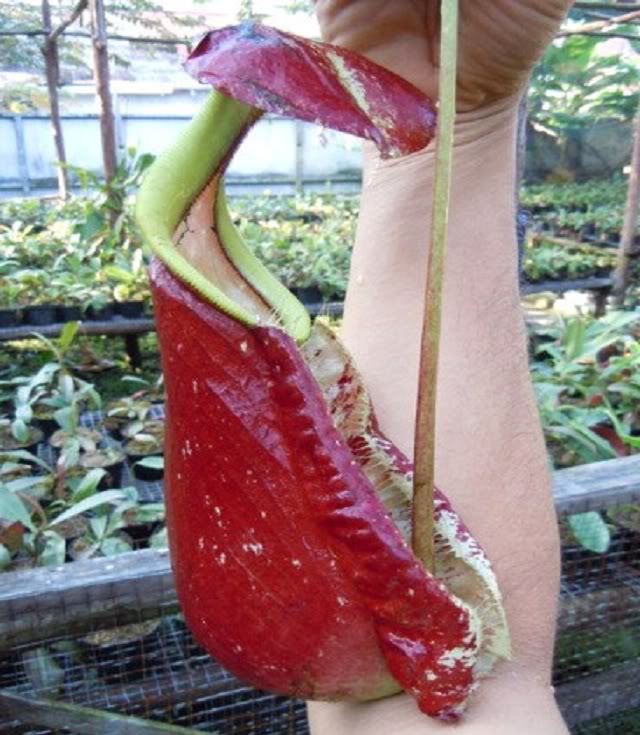 Nepenthes Rafflesiana></tr>
        <tr>
            <td valign=
