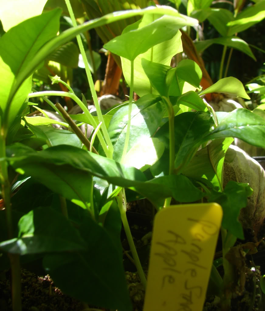 Purple Star Apple seedlings