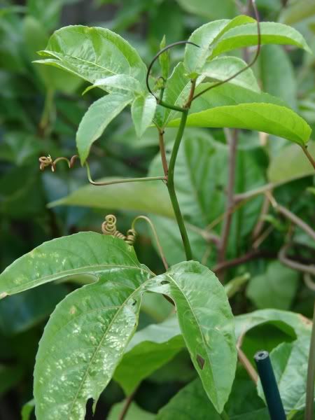 Momordica cochinchinensis