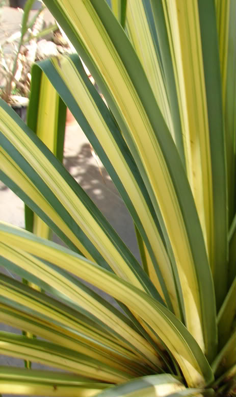 Pandanus veitchii
 picture by 7_Heads