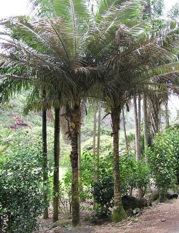Buri Palm is undoubtedly one of the prettiest Brazilian palms.