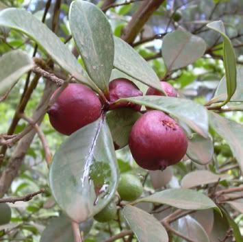 Strawberry Guava