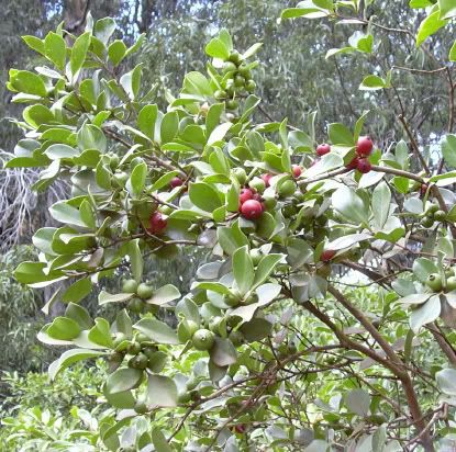 Strawberry Guava