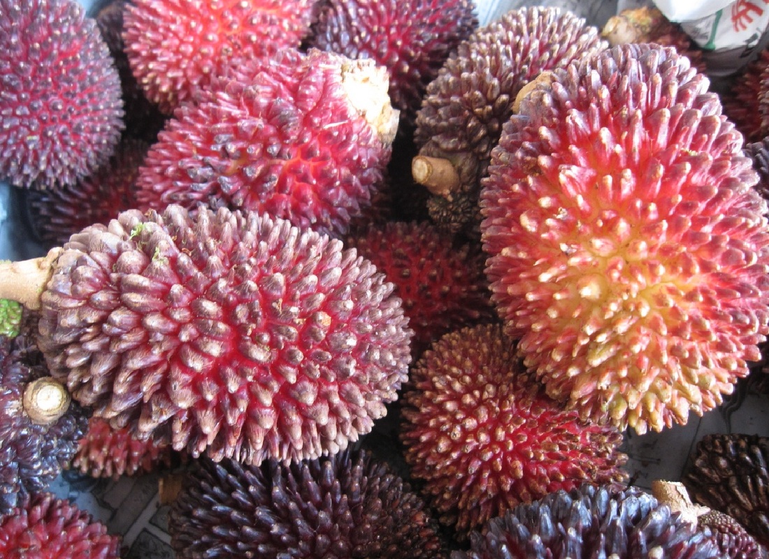 Pulasan, Nephelium natubile