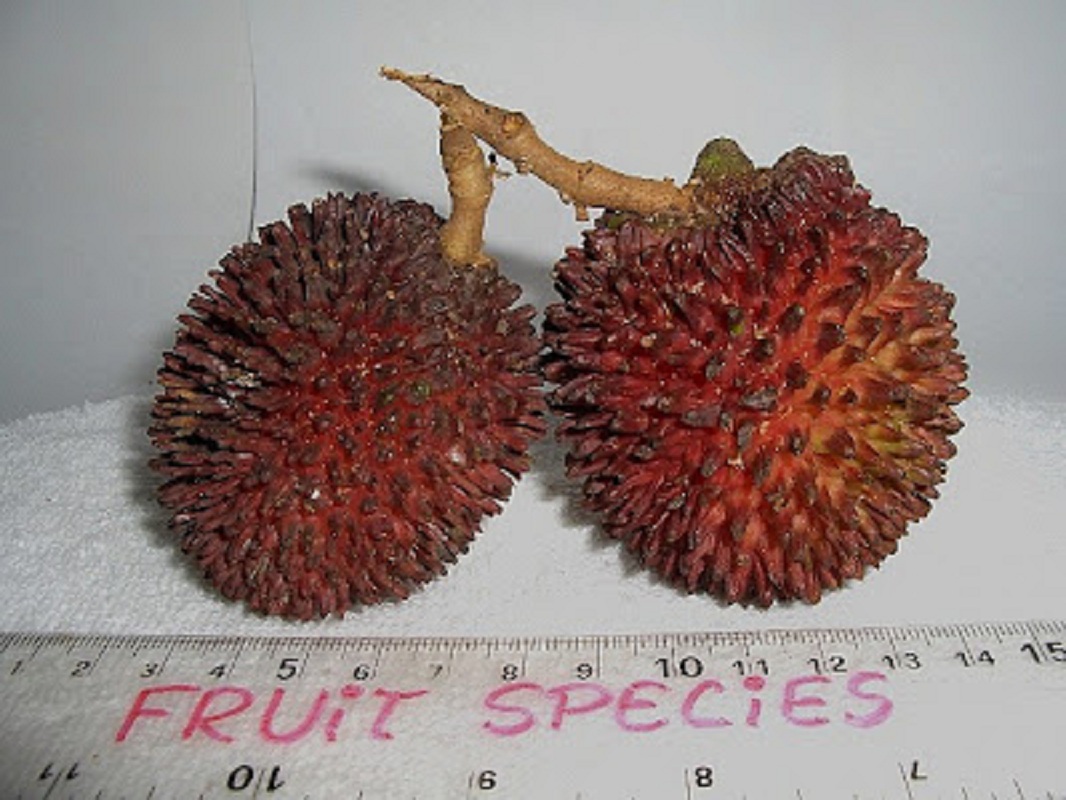 Pulasan, Nephelium natubile