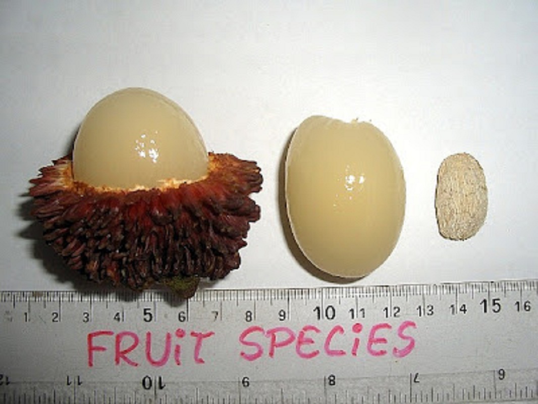 Pulasan, Nephelium natubile