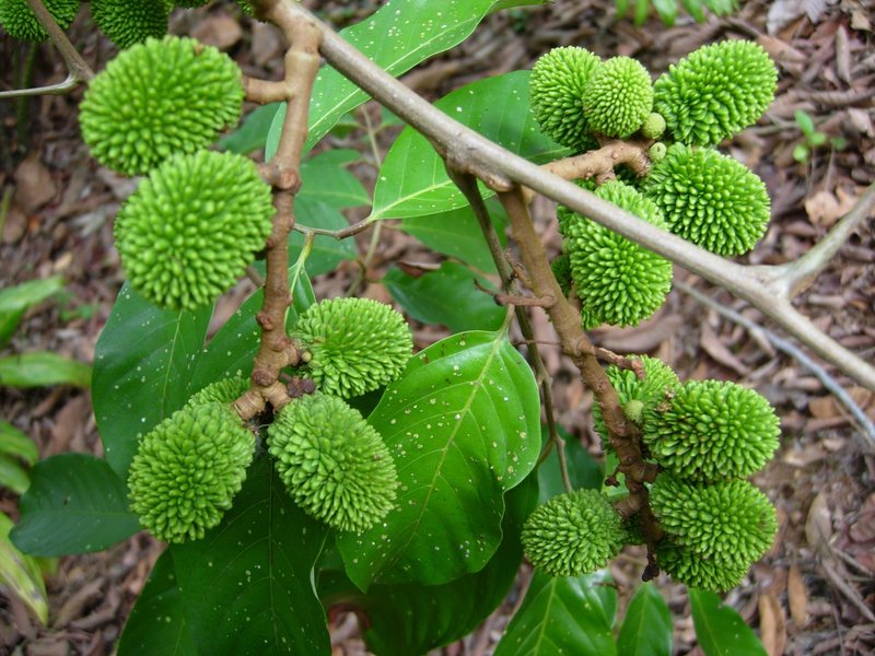 Pulasan, Nephelium natubile