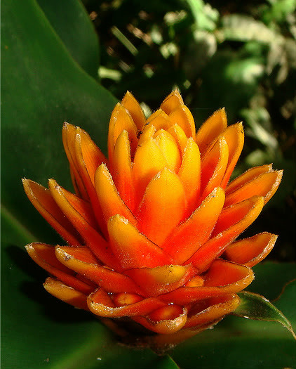 Columbian Wax Ginger