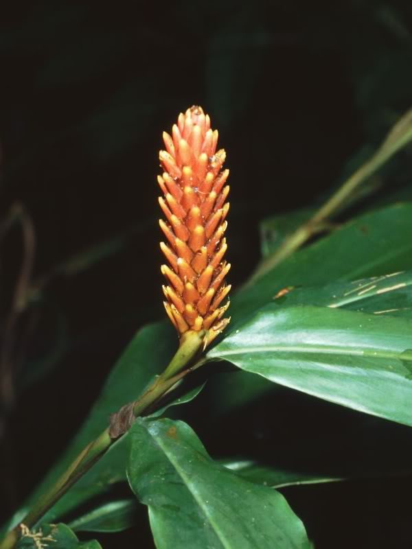 Columbian Wax Ginger