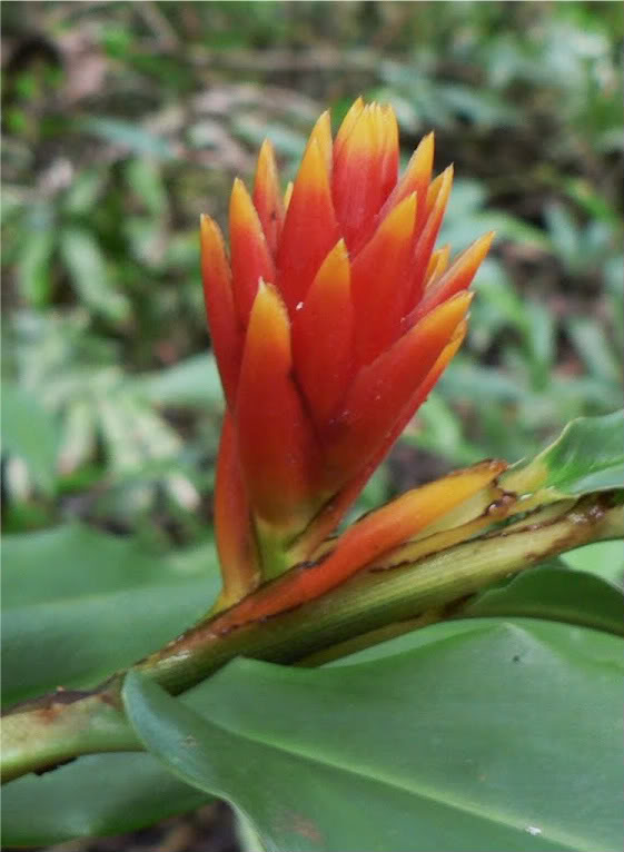 Columbian Wax Ginger