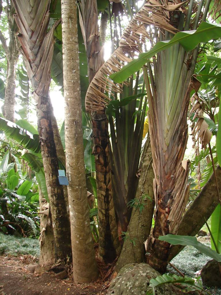 Ravenala madagascariensis Trunk Detail 
Travelers Palm picture by 7_Heads