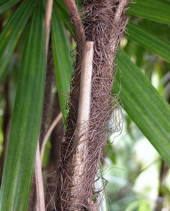 Rhapis trunk detail