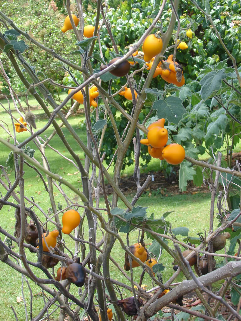 FoxFace is a small shrubby perennial tomato relative producing, bright yellow-orange fruits.
 picture by 7_Heads