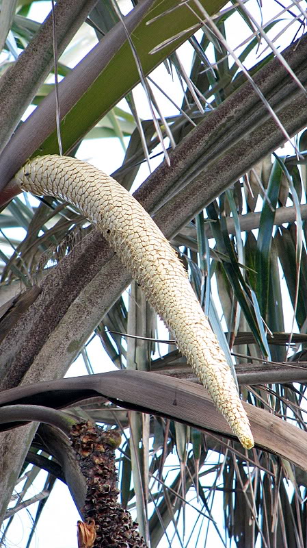 Buri Palm corn-on-the-cob-like spicate early inflo.