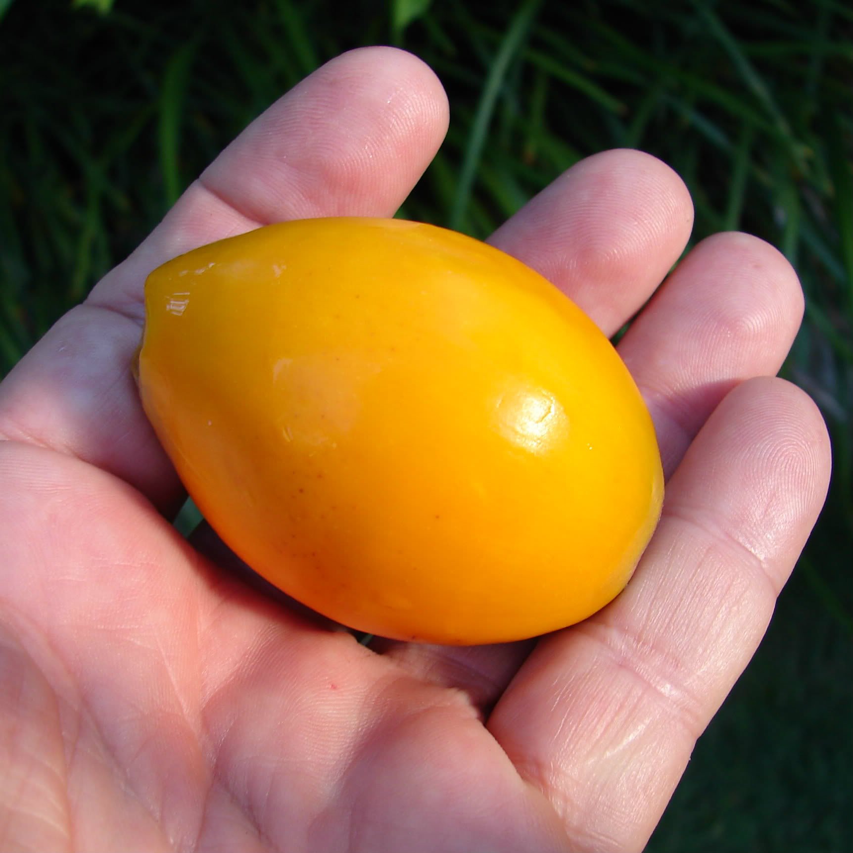 Syagrus pseudococos Fruit