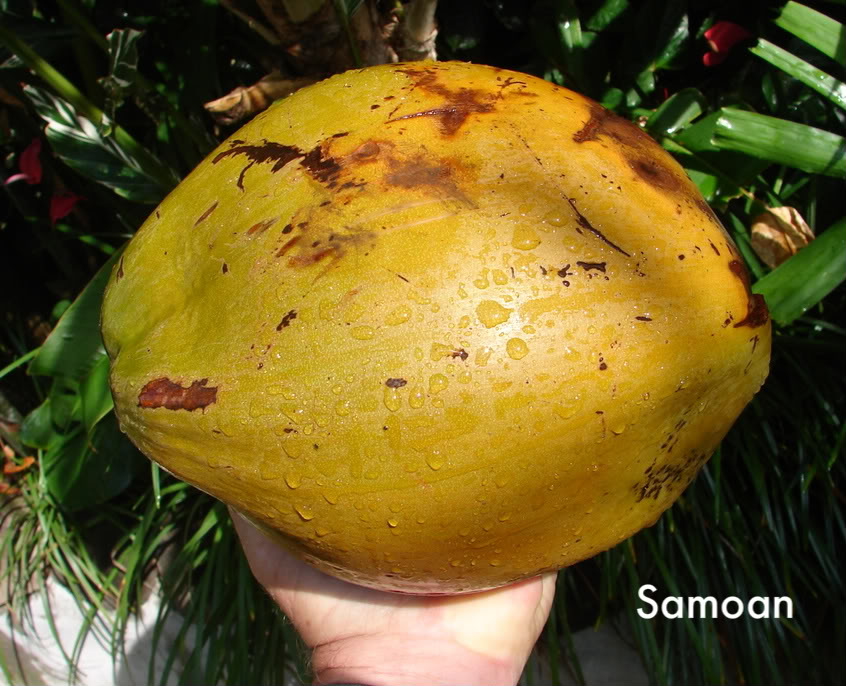 Samoan Dwarf (Niu Leka) Seed picture by 7_Heads