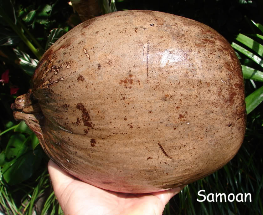 Samoan Dwarf (Niu Leka) Seed picture by 7_Heads
