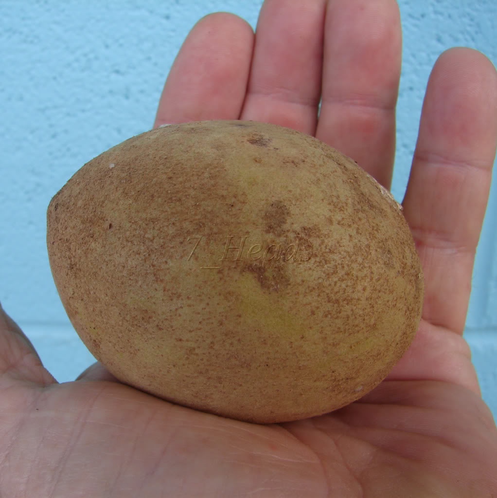 Sapodilla