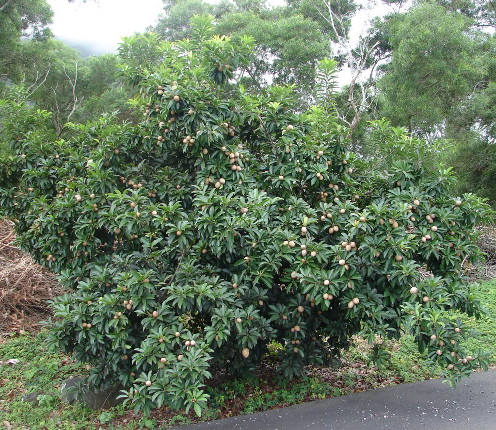 Sapodilla Tree