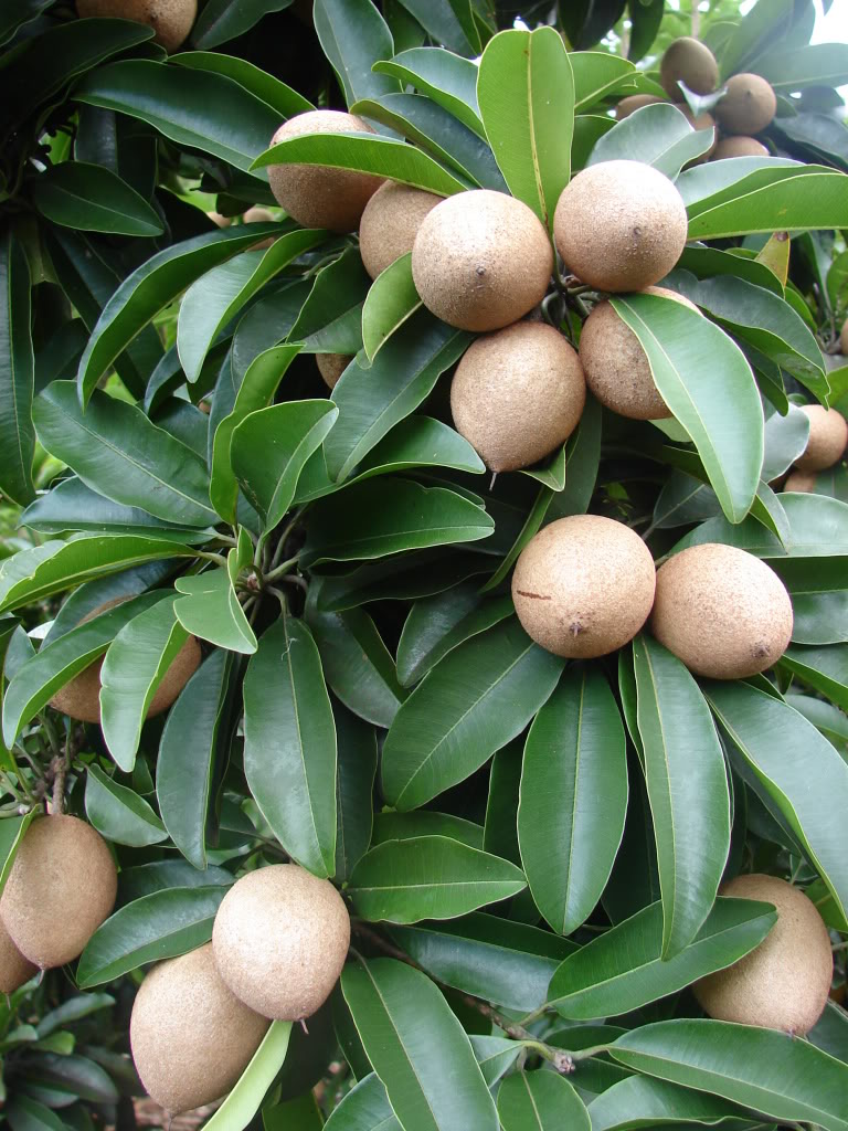 Sapodilla